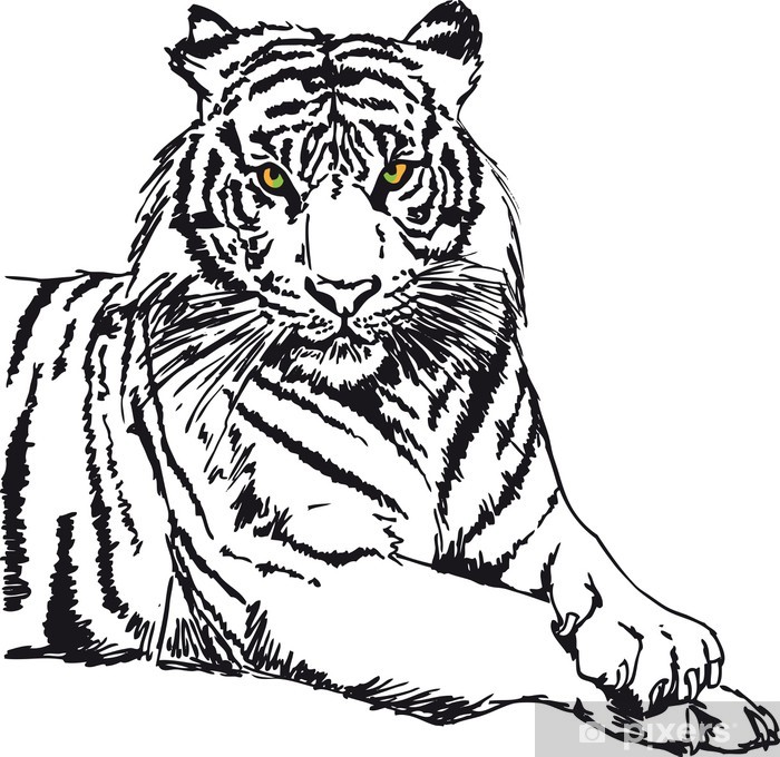 700x680 Sketch Of White Tiger Vector Illustration Poster