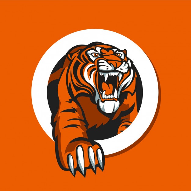 626x626 Tiger Vectors, Photos And Free Download