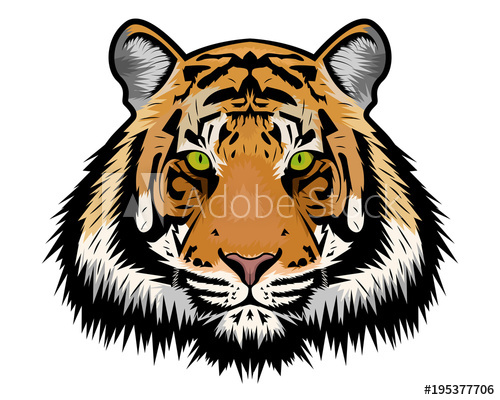500x400 Tiger Vector Illustration