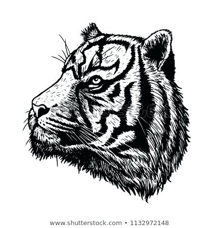 450x470 Bengal Tiger Drawing