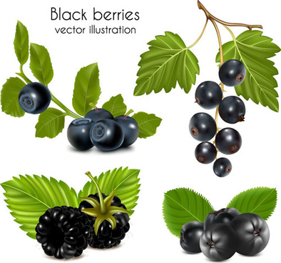 394x368 Berry Free Vector Download