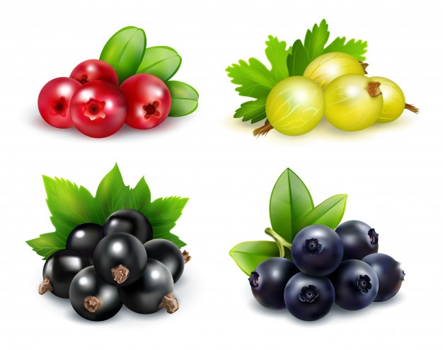 626x495 Blueberries Vectors, Photos And Free Download