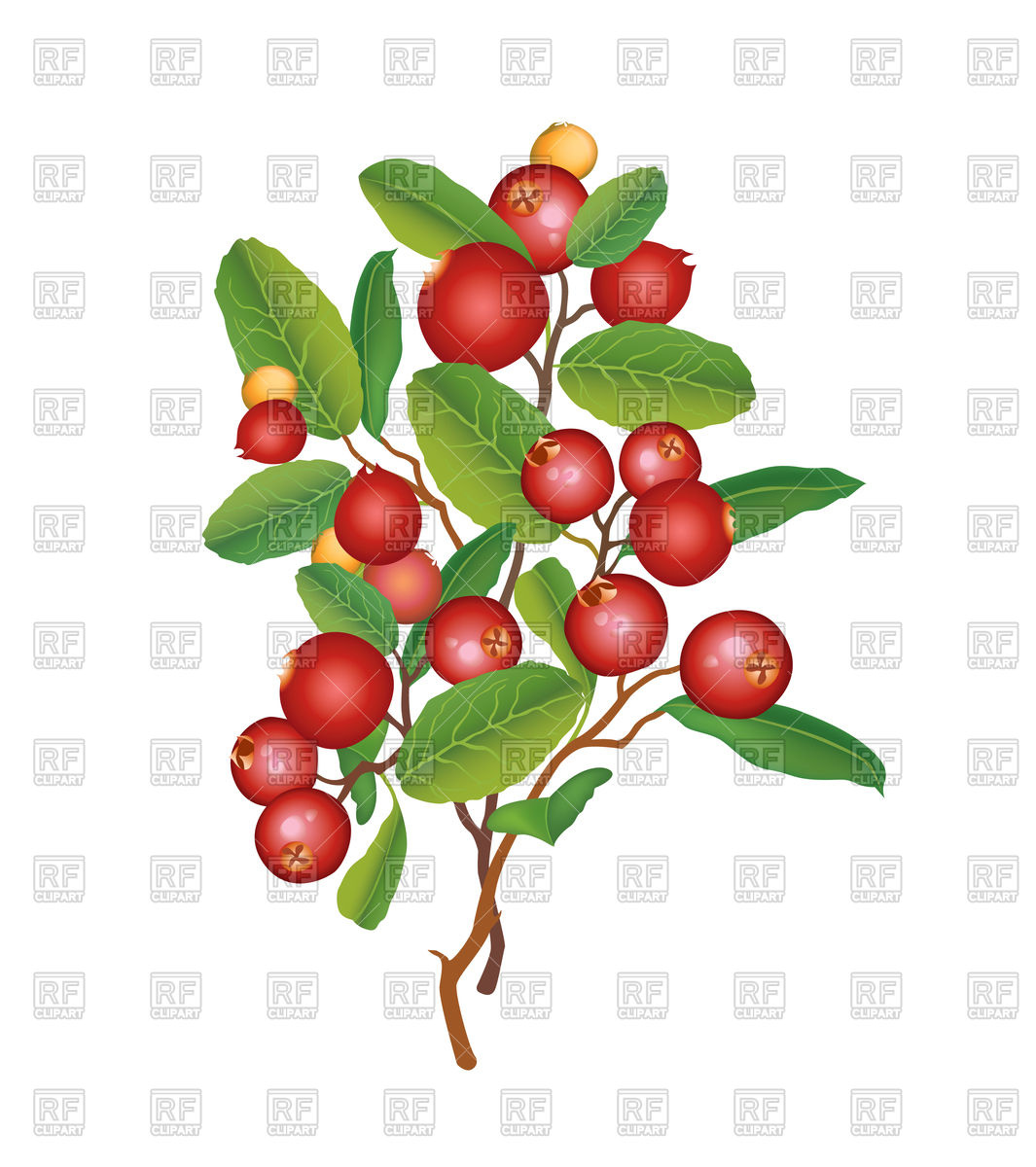1065x1200 Cranberry Branch, Berry Vector Image Of Food And Beverages