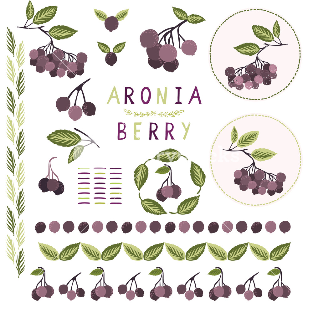 1000x1000 Realistic Aronia Berry Vector Illustration Clipart Set Hand Drawn