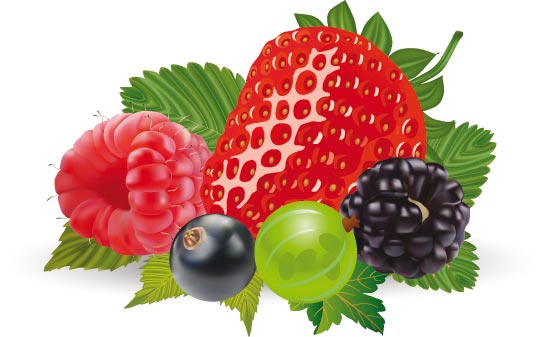 543x337 Berries Collection Vectors