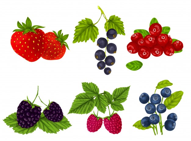 626x463 Berry Berries Vectors, Photos And Free Download