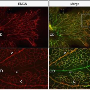 300x300 Free Vector Graphics Software For Mac C Soidergi