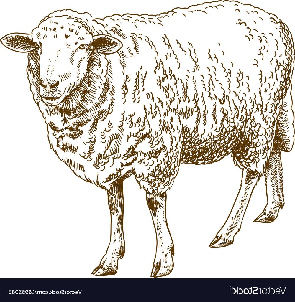 1000x1025 Best Hd Engraving Drawing Of Sheep Vector Photos