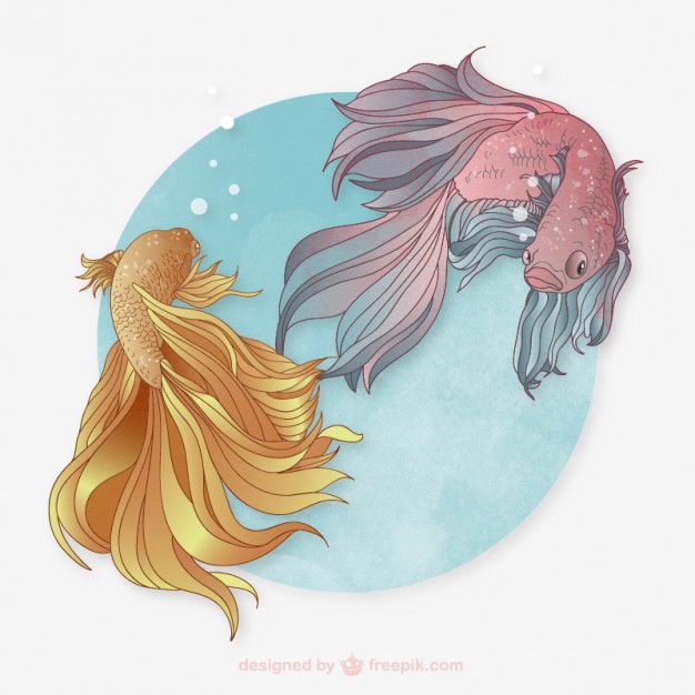Betta Vectors, Photos And Free Download 626x626 Betta Vectors, Photos And Free Download