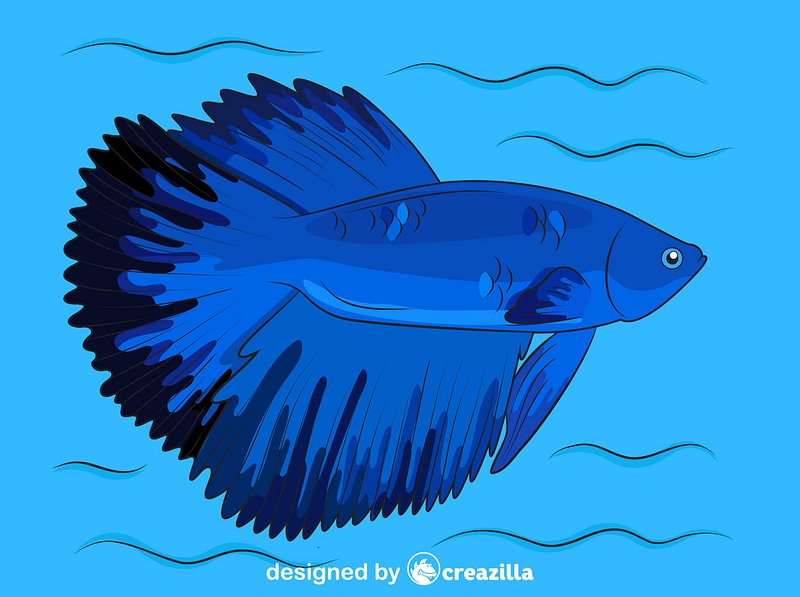 Halfmoon Betta Fish Vector Free Download Creazilla 800x597 Halfmoon Betta Fish Vector Free Download Creazilla