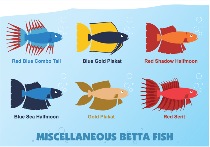 Miscellaneous Betta Fish Vector 700x490 Miscellaneous Betta Fish Vector