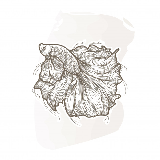 Betta Fish Vector