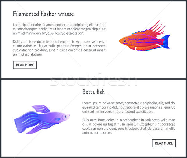 600x508 Betta Fish And Flasher Set Vector Illustration Vector Illustration