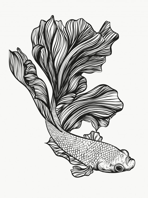 Download Betta Fish Vector at Vectorified.com | Collection of Betta ...