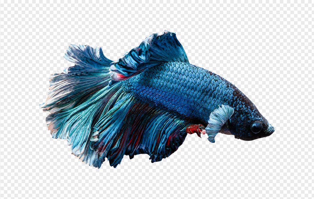 Download Betta Fish Vector at Vectorified.com | Collection of Betta Fish Vector free for personal use