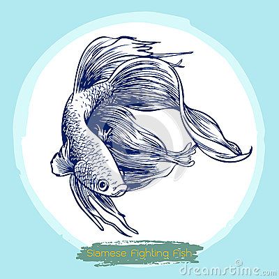 400x400 Hand Drawn And Sketch, Siamese Fighting Fish Stock Vector