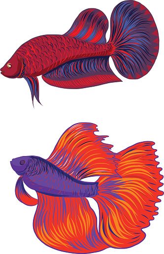 333x516 Siamese Fighting Fish Clip Art, Vector Images Illustrations
