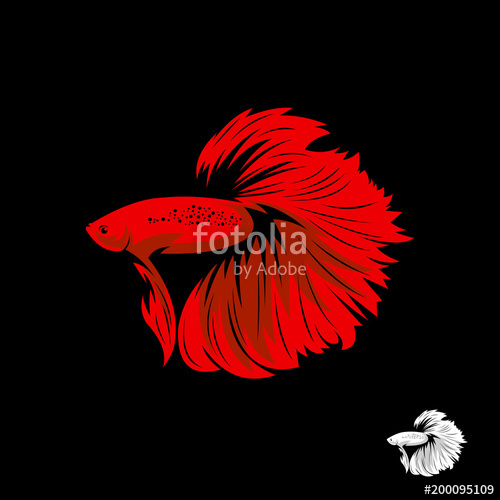 500x500 Solid Red Betta Fish Stock Image And Royalty Free Vector