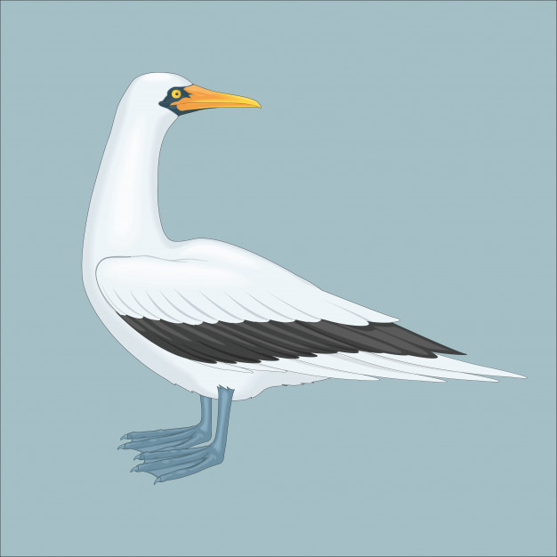 626x626 Big Bird Seagull Vector Premium Download