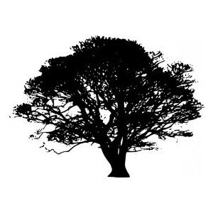 300x300 Big Tree Silhouette Vector Free Vector In Adobe Illustrator