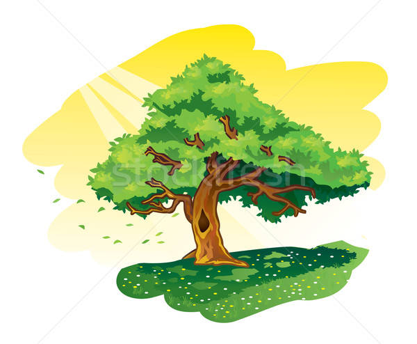 600x494 Big Tree Vector Illustration Srdjan Vukovic