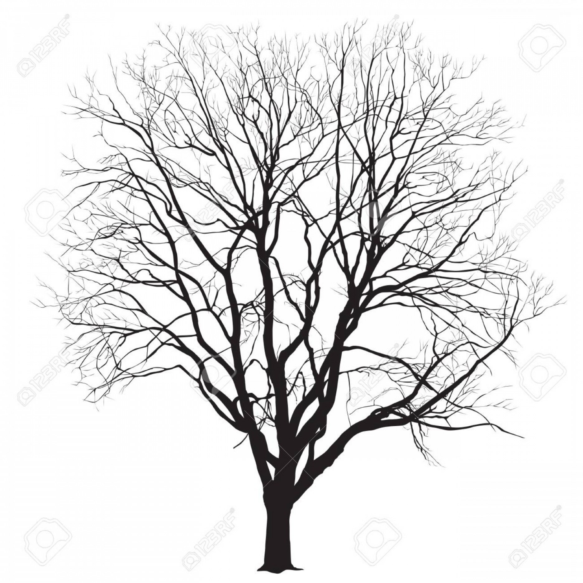 Big Tree Vector at Vectorified.com | Collection of Big Tree Vector free ...