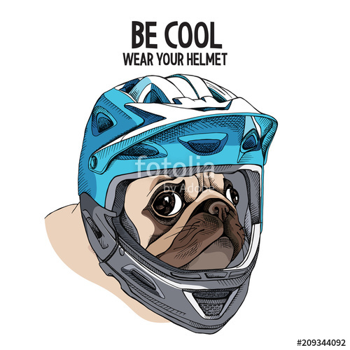Pug Dog In A Blue Full Face Bike Helmet Vector Illustration 500x500 Pug Dog In A Blue Full Face Bike Helmet Vector Illustration