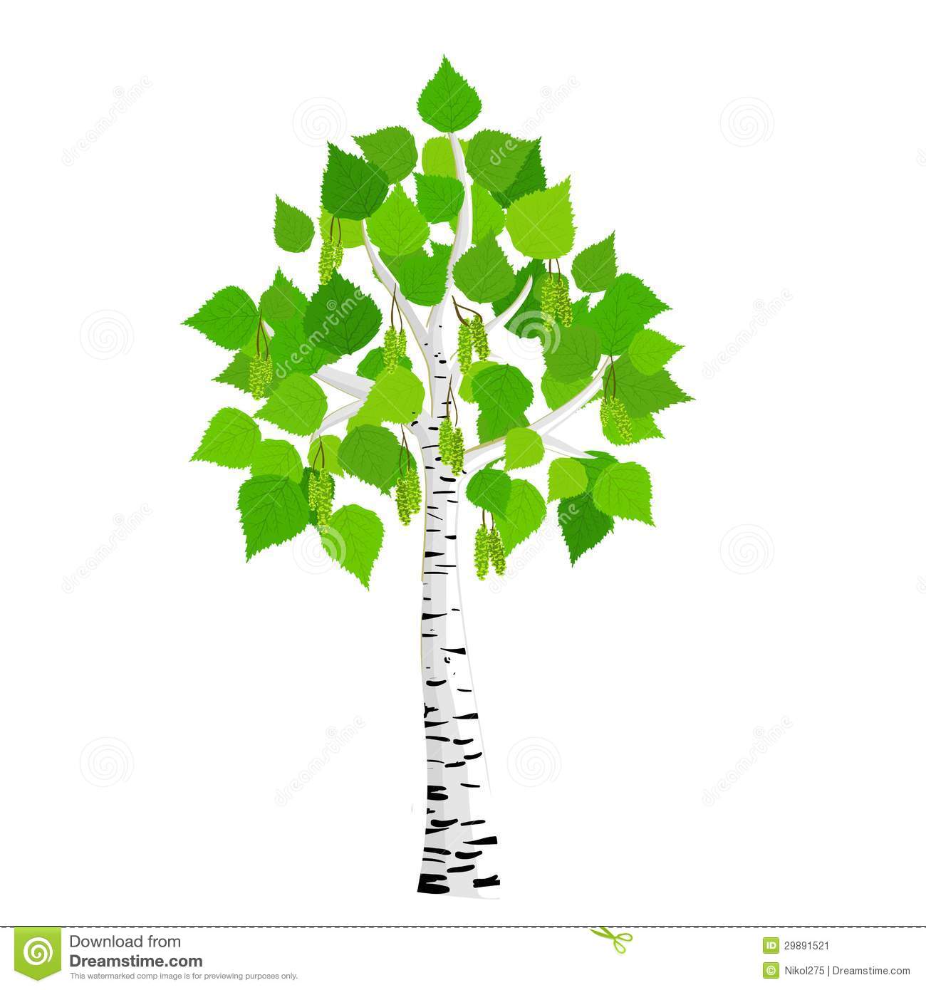 1300x1390 Birch Trees Clipart