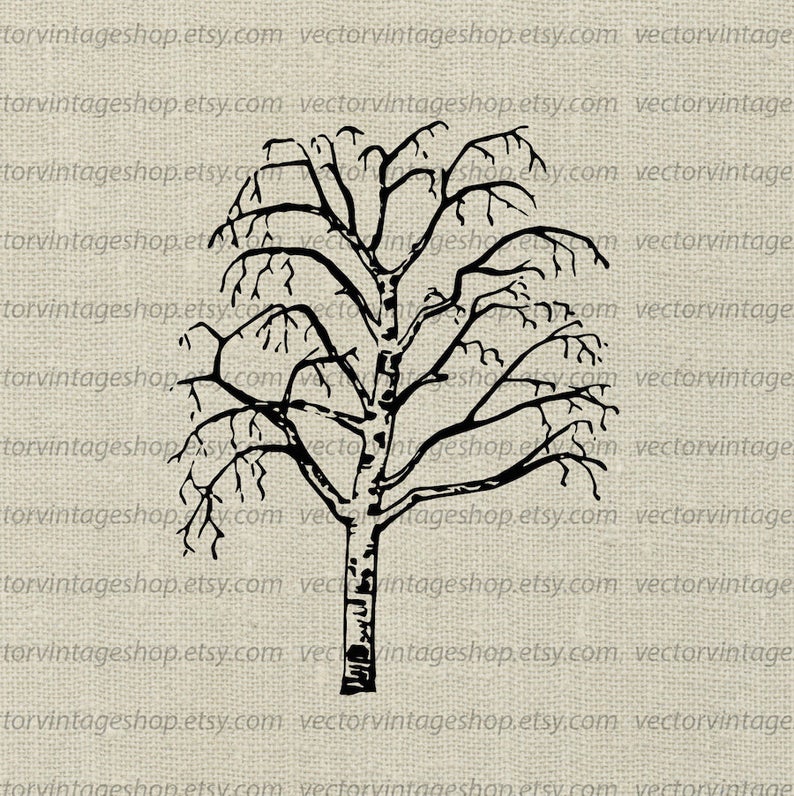 Download Birch Tree Silhouette Vector at Vectorified.com ...