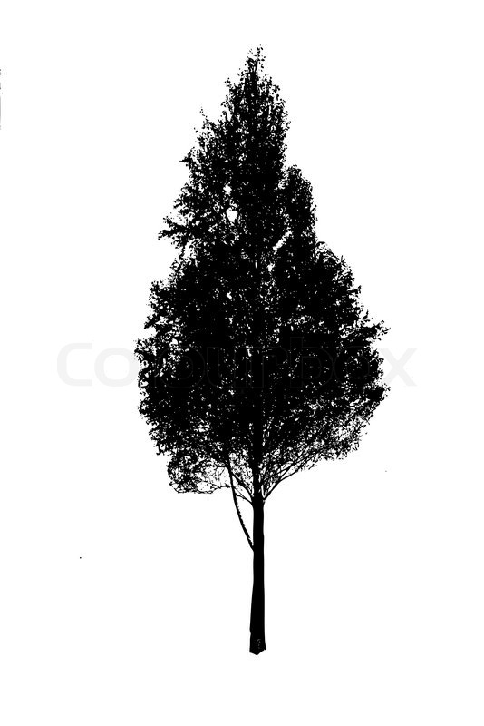 534x800 Vector Silhouette Birch On White Stock Vector Colourbox