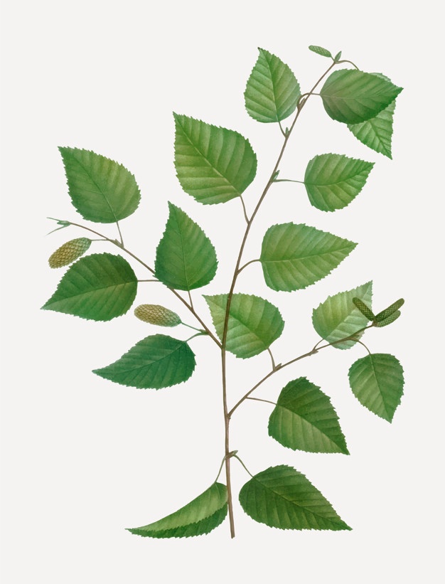 626x821 Birch Tree Vectors, Photos And Free Download