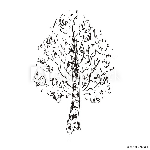 500x500 Birch Tree Vector Sketch Illustration One