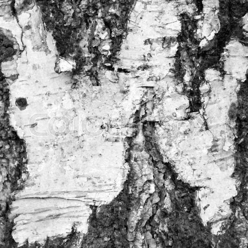 800x800 Black White Illustration Bark Of A Birch Tree Stock Vector Colourbox