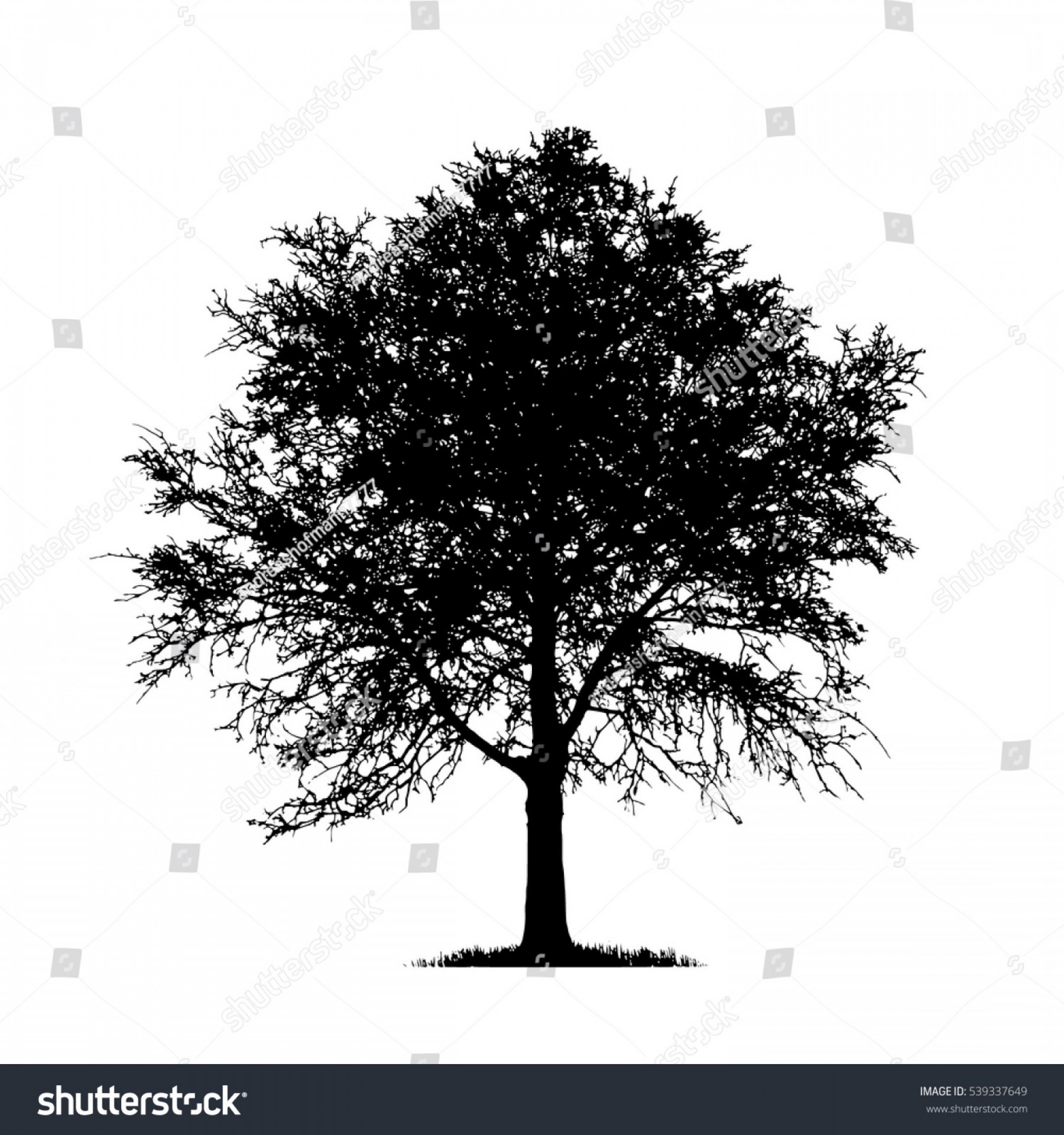 2160x2304 Realistic Birch Tree Silhouette Vector Illustrationeps Createmepink