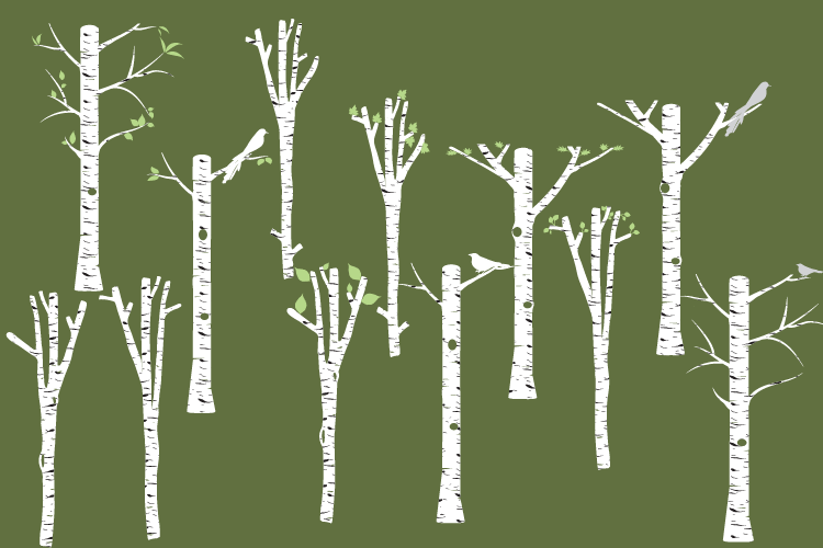 750x500 White Birch Clipart, Tree Clipart, Birch Vector, Birch Png
