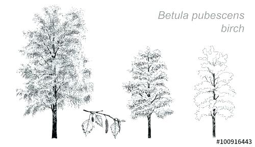 500x288 Birch Tree Drawing