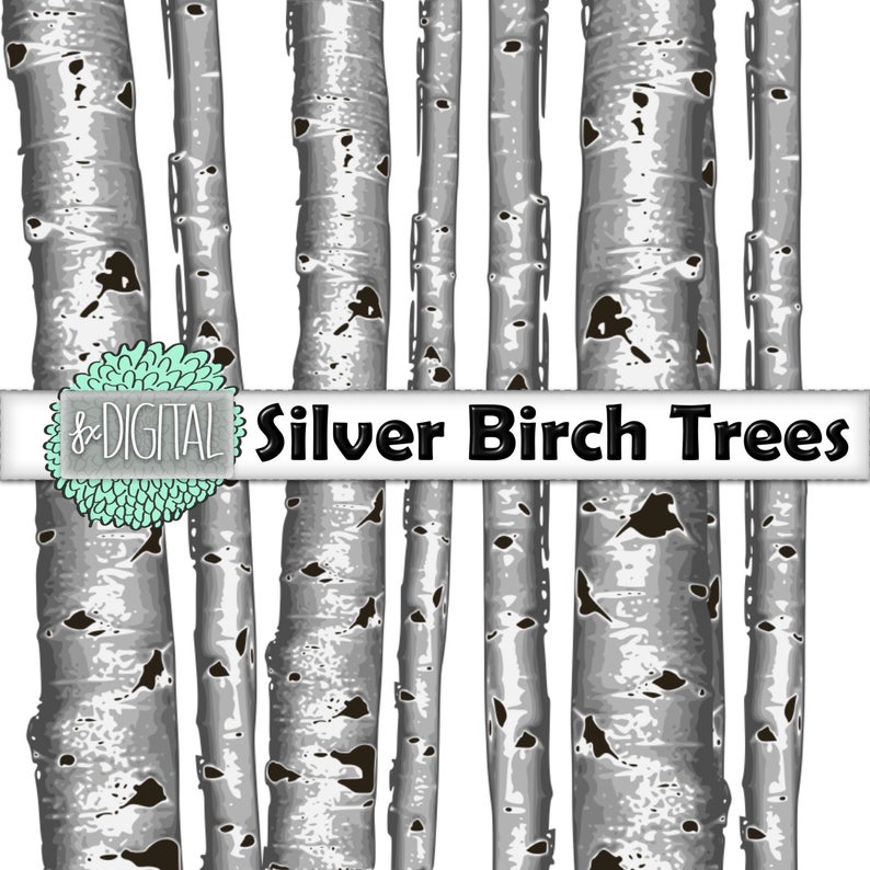 794x794 Birch Tree Clip Art Aspen Tree Clip Art Tree Clip Art Etsy