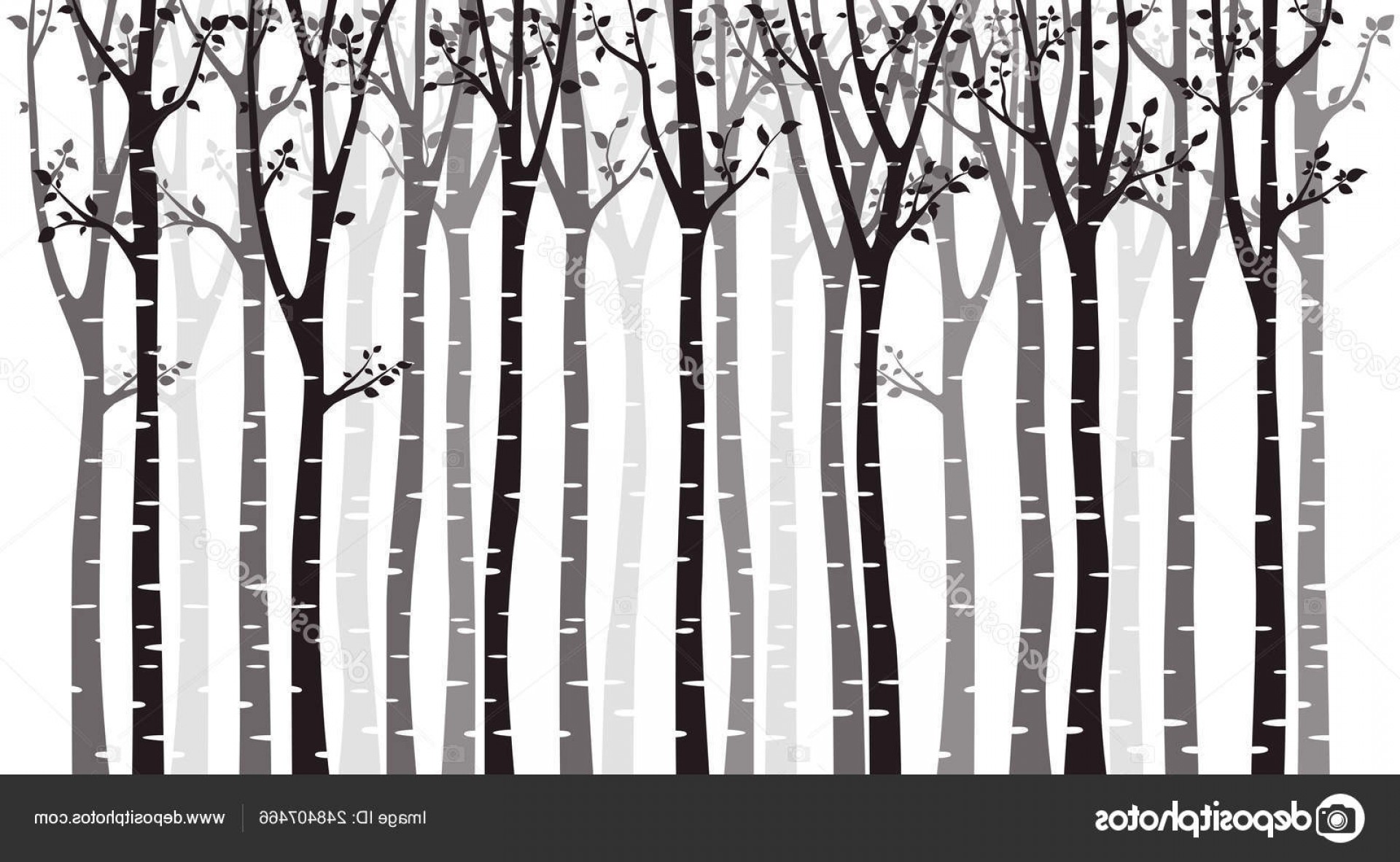 Birch Tree Vector at Vectorified.com | Collection of Birch Tree Vector ...