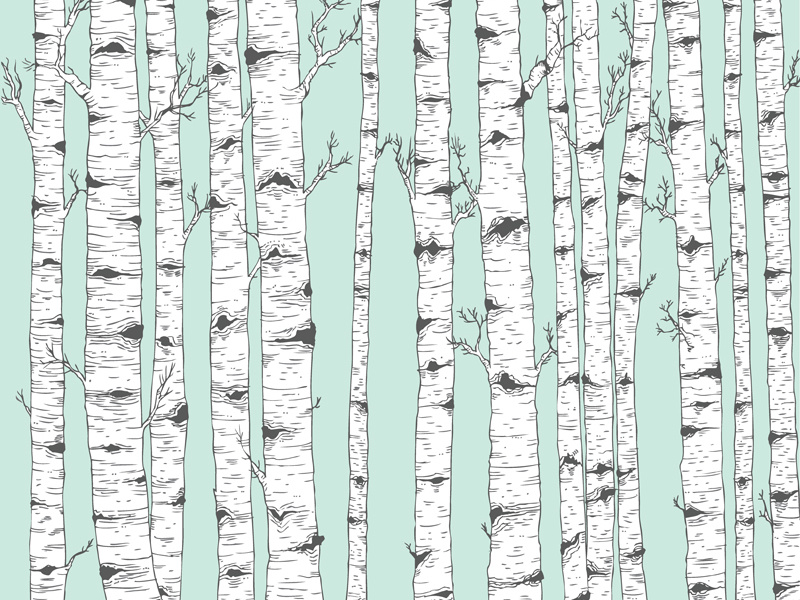 800x600 Birch Tree Vector