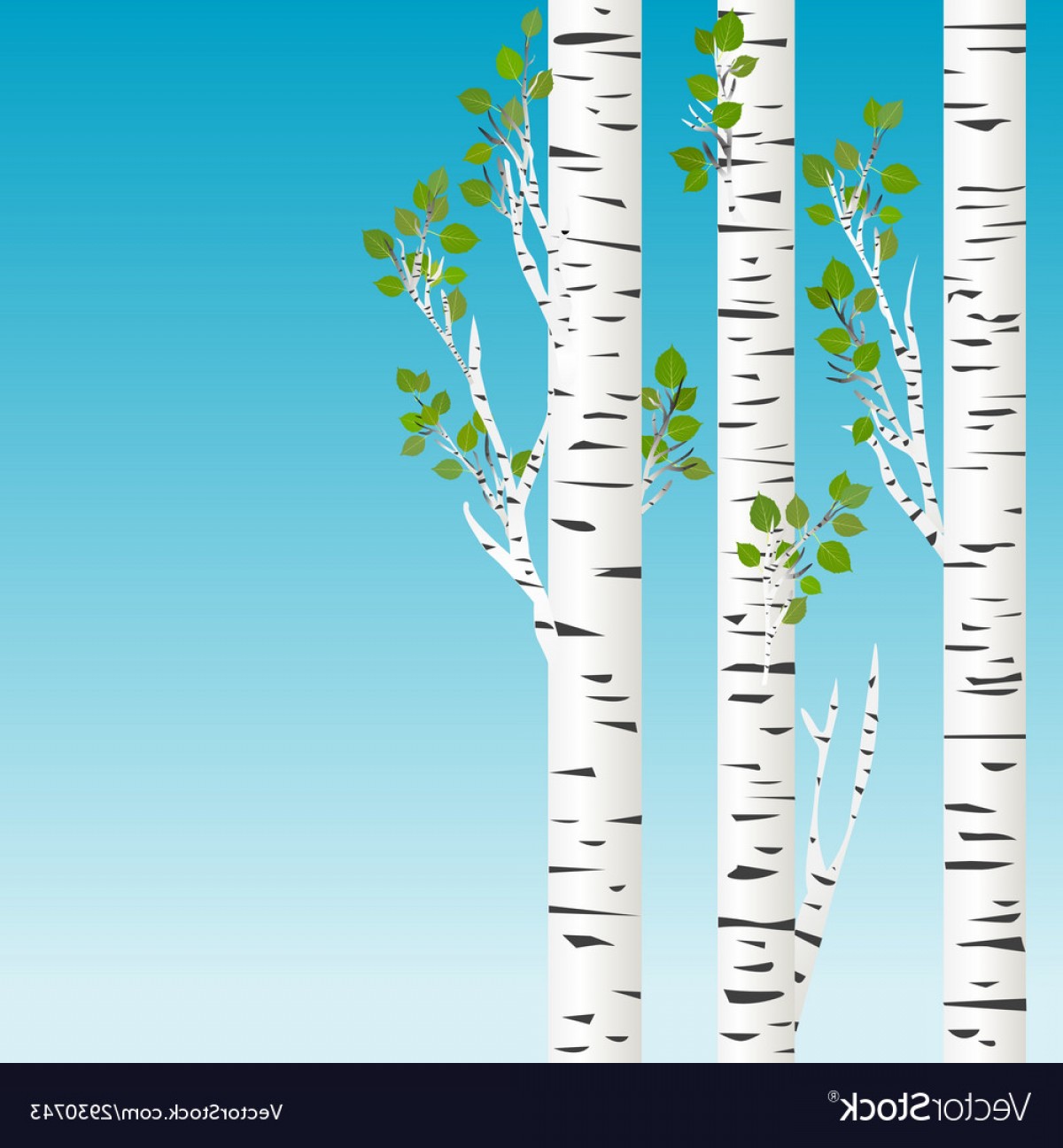 1200x1296 Birch Trees With Green Leaves Background Vector Cultracing