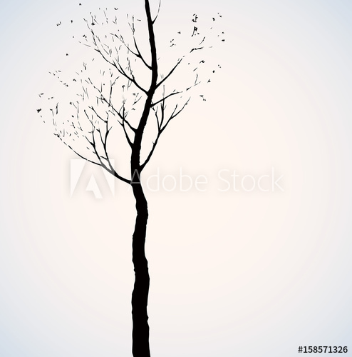 494x500 Birch Vector Drawing