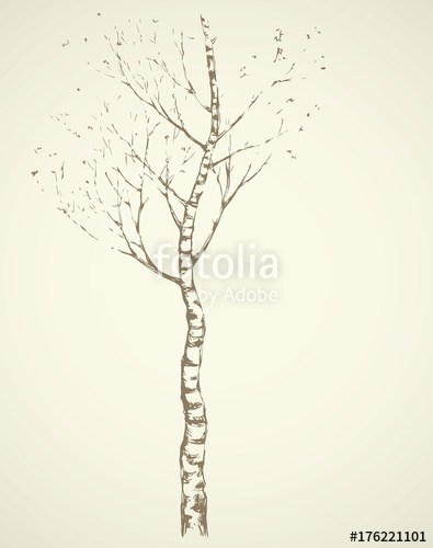 395x500 Birch Vector Drawing Stock Image And Royalty Free Vector