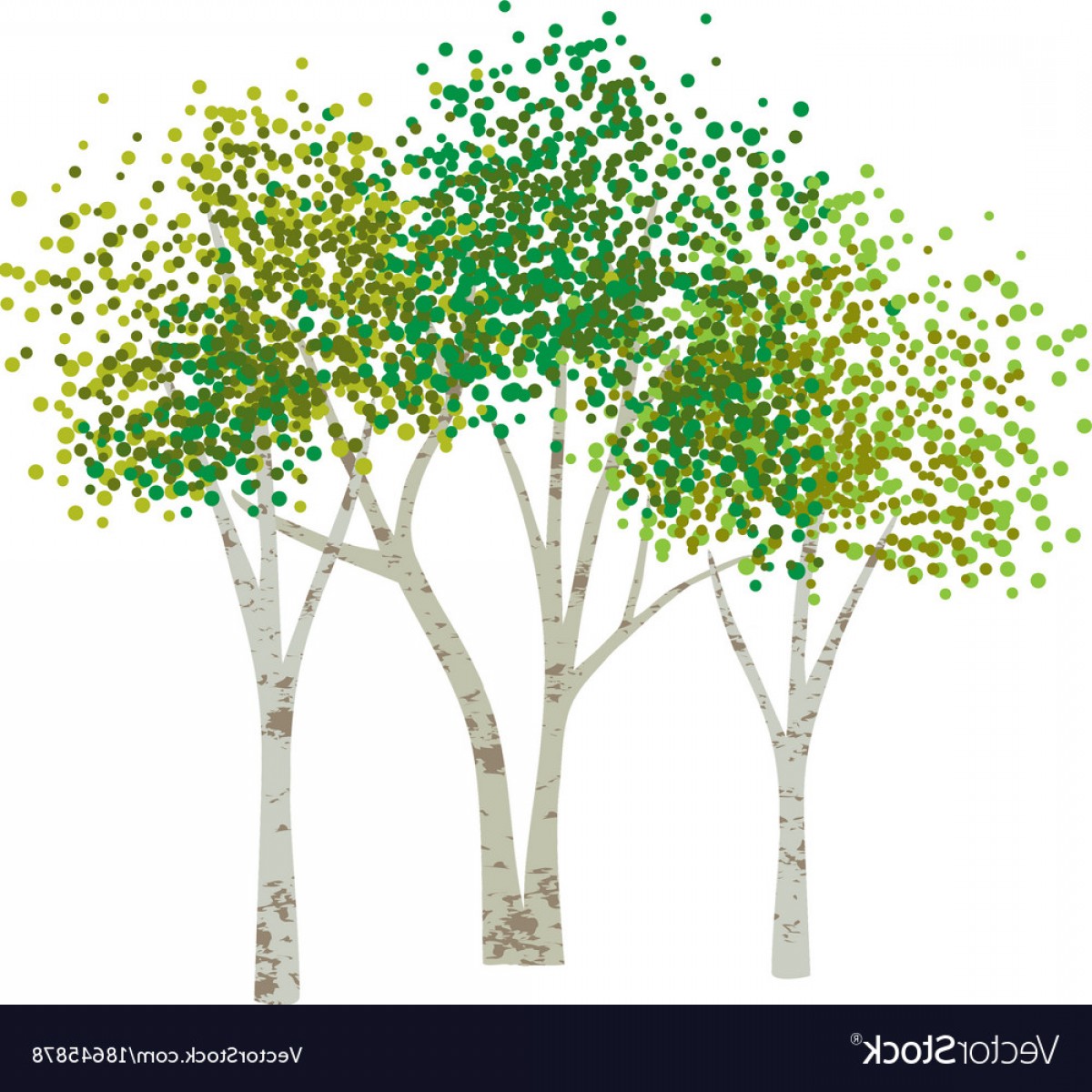 1200x1200 Hand Drawn Aspen Birch Trees Vector Cultracing