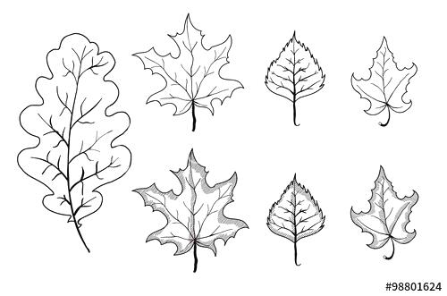 500x331 Outlines Of Leaves Set Of Leaves Outlines Maple Oak Birch Vector