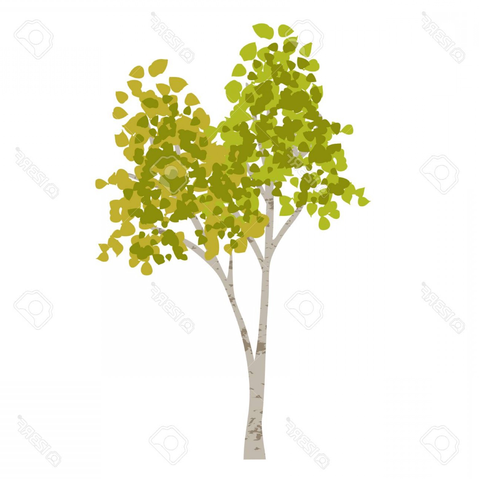 1560x1560 Photostock Vector Hand Drawn Aspen Birch Vector Tree Clipart