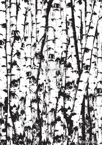 354x500 Realistic Vector Black And White Illustration Of Birch Tees Trunks