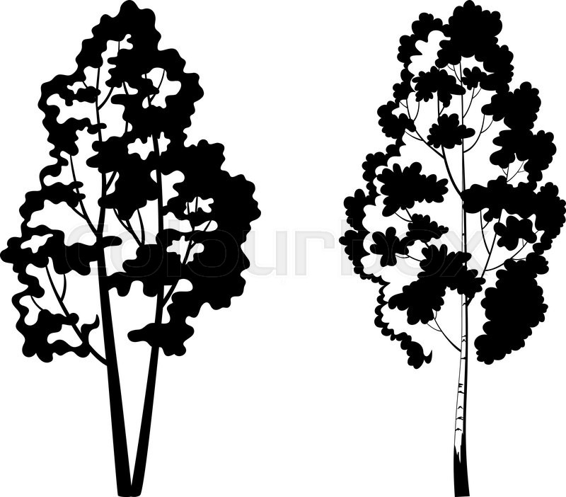 800x702 Trees, Birch And Symbolic Black Stock Vector Colourbox