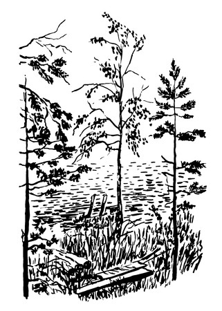 321x450 Landscape Drawing Young Pine And Birch Vector Illustration