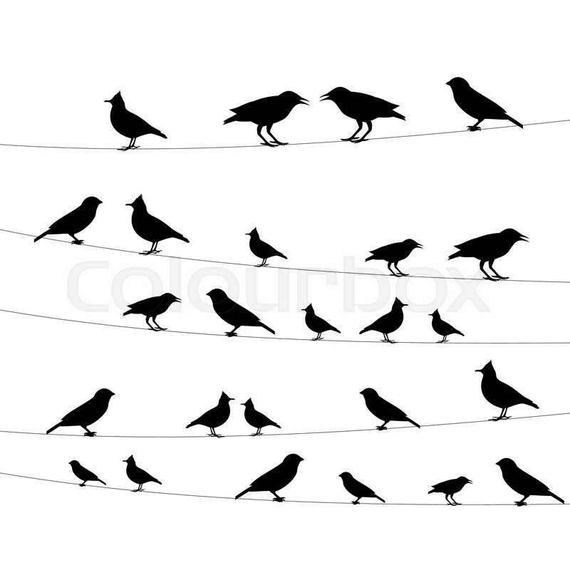 Birds On A Wire Icon,vector Stock Vector Colourbox 800x800 Birds On A Wire Icon,vector Stock Vector Colourbox