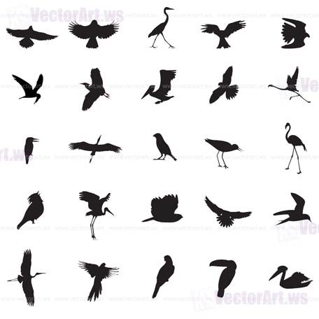 Different Kind Of Bird 456x456 Different Kind Of Bird